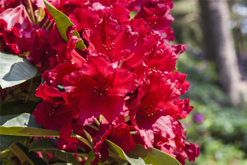 Rhododendron-Hybride „Rabatz®“