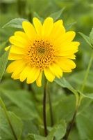 Garten-Stauden-Sonnenblume „Meteor“