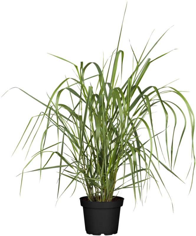 Garten-Ruten-Hirse „Warrior“