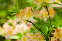 Pontischer Rhododendron „Sämling“