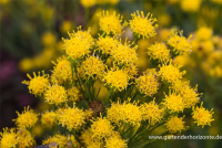 Goldhaar-Aster