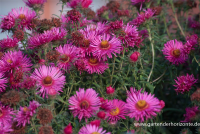 Garten-Raublatt-Aster „Abendsonne“
