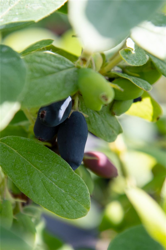  Blaue Heckenkirsche „Myberry Bee“