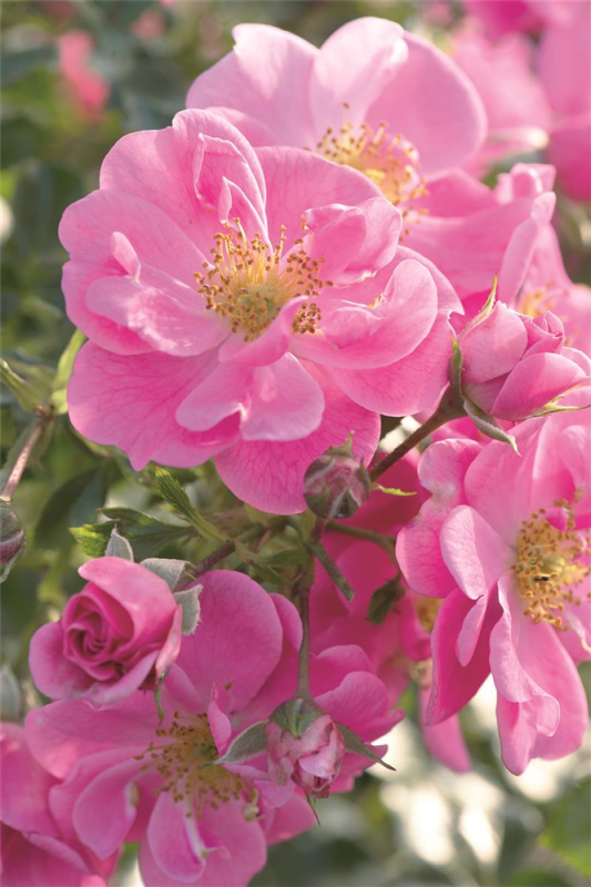  Rose „Bienenweide® Rosa“