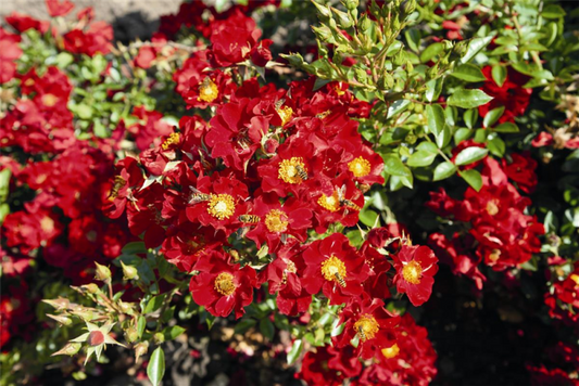  Rose „Bienenweide® Rot“
