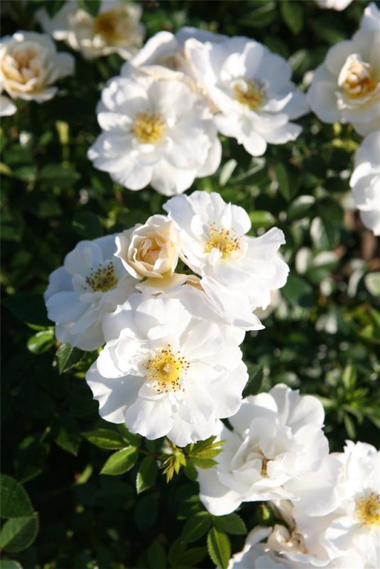 Rose „Bienenweide® Weiß“