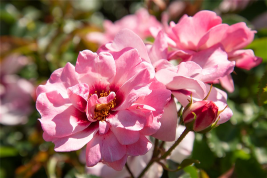 Persische Rose „Eye To Eye®“