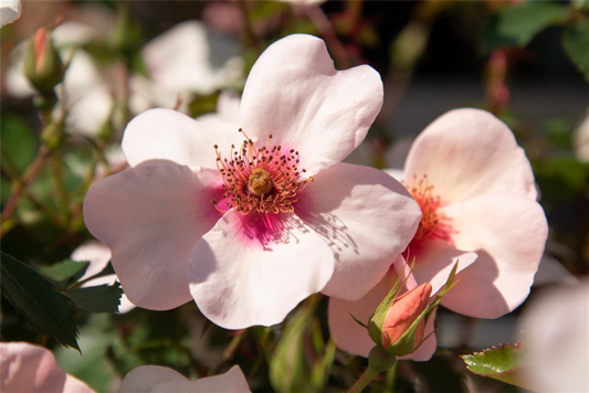  Persische Rose „Eyes On Me®“