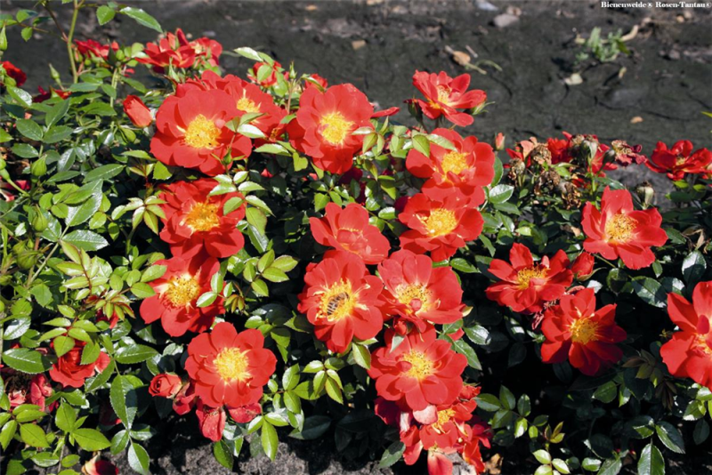  Rose „Bienenweide® Hellrot“