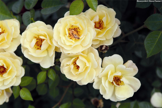  Rose „Bienenweide® Gelb“
