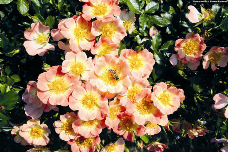  Rose „Bienenweide® Apricot“