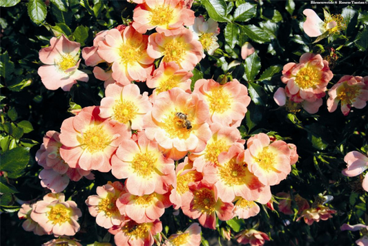  Rose „Bienenweide® Apricot“