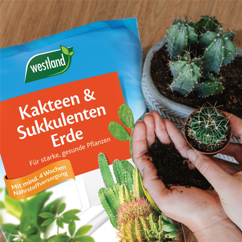  WESTLAND Kakteen-& Sukkulentenerde, 4 L