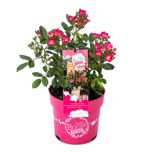  Mini-Gartenrose „Rosy Boom®“