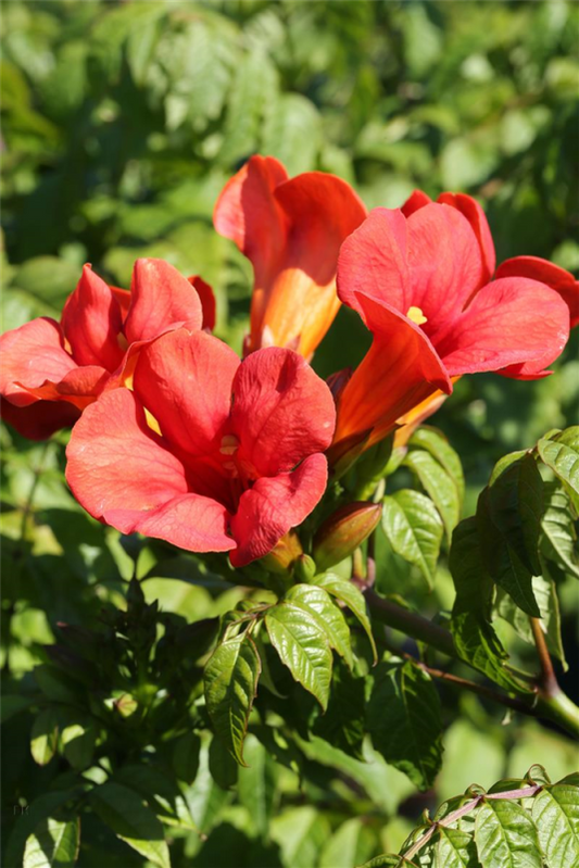  Trompetenblume „Flamenco“