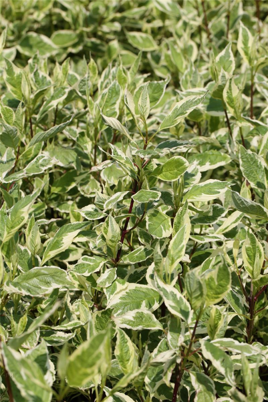  Hartriegel „Elegantissima“