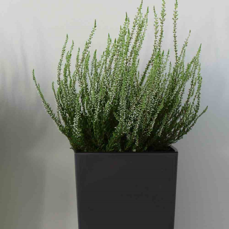  SIENA GARDEN Pflanzgefäß „Brest“, 40 Cm, Anthrazit