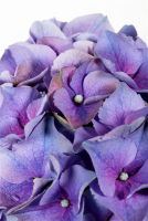  Bauernhortensie, Blau