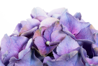  Bauernhortensie, Blau