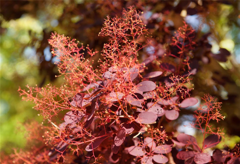  Roter Perückenstrauch „Royal Purple“