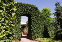  Hainbuchen-Hecke