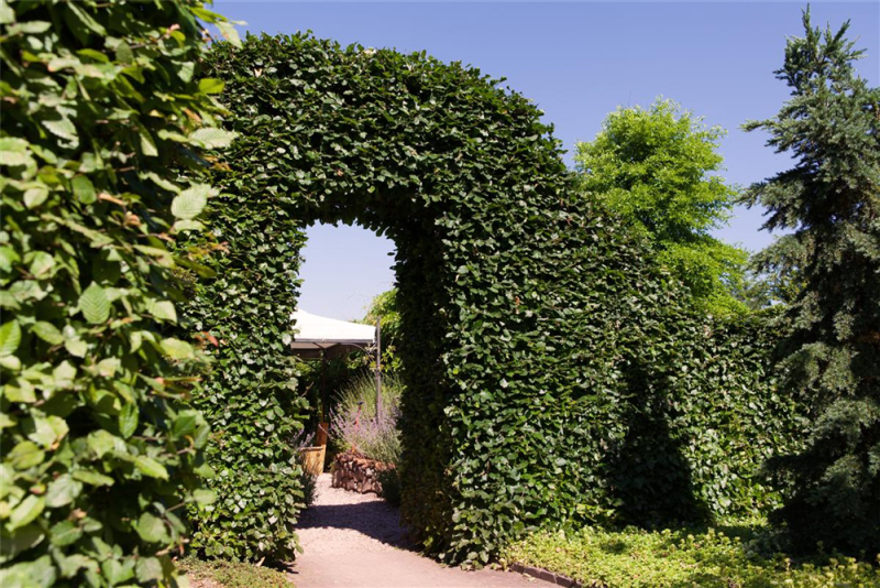  Hainbuchen-Hecke