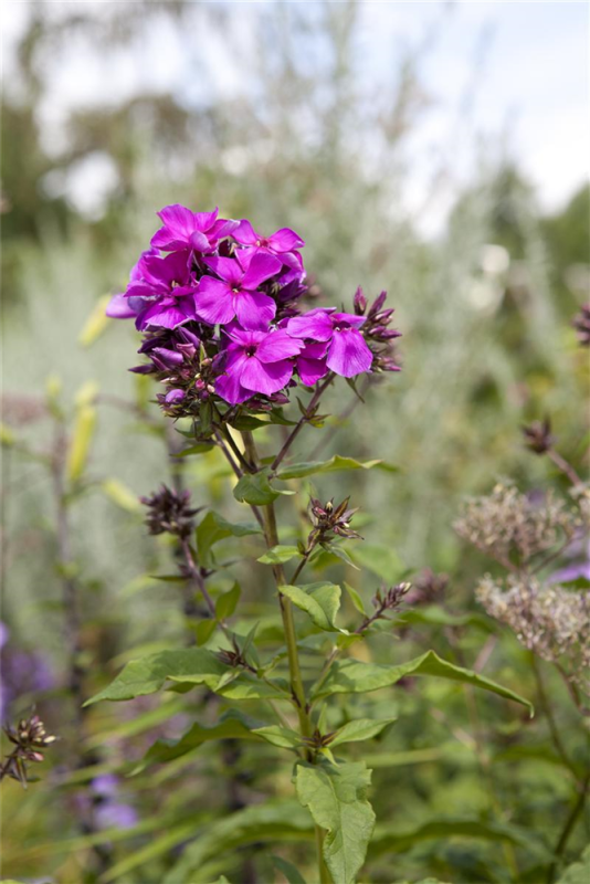  Hohe Garten-Flammenblume „Starfire“