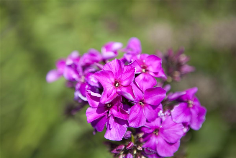  Hohe Garten-Flammenblume „Starfire“