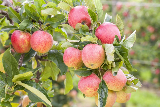  Apfel „Gravensteiner“