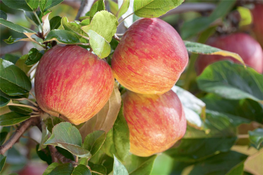  Apfel „Gala“