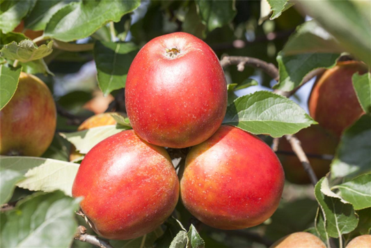  Apfel „Gerlinde®“