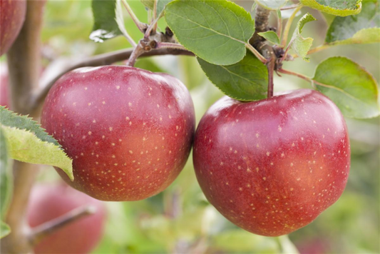  Apfel „Jonagold“