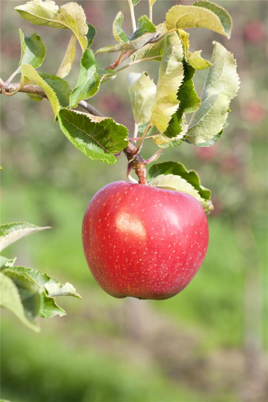  Apfel „Alkmene“