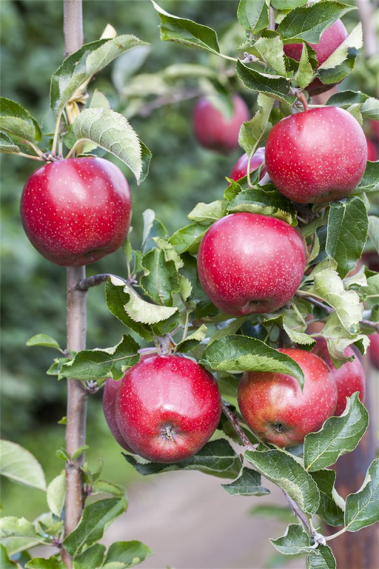  Apfel „Florina“
