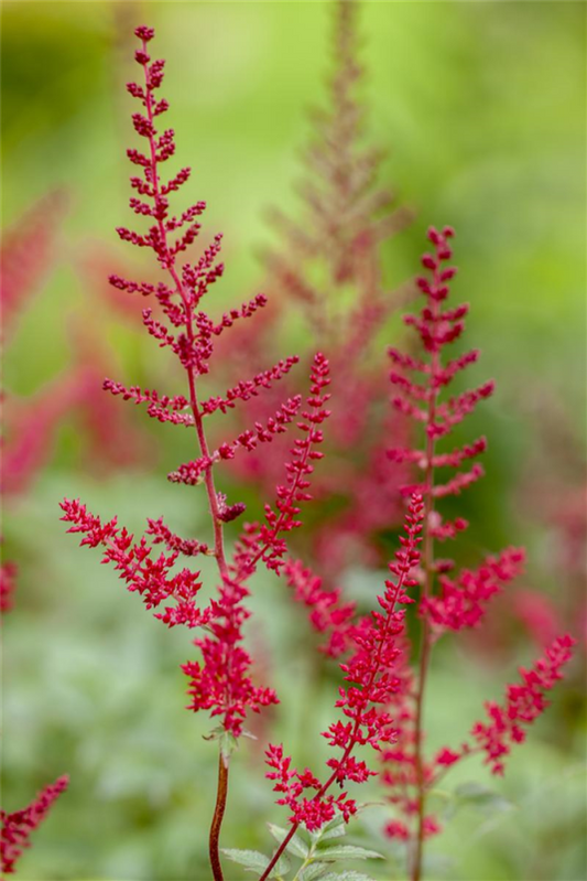  Garten-Prachtspiere „Montgomery“