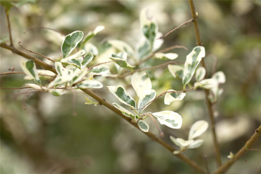  Bewimperter Liguster „Musli®“