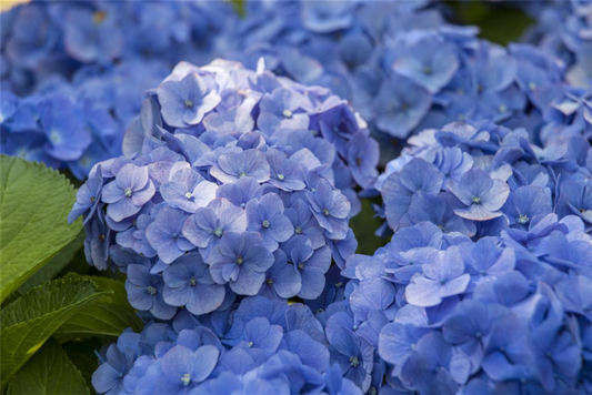  Bauernhortensie, Blau