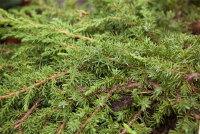 Kriechwacholder „Green Carpet“