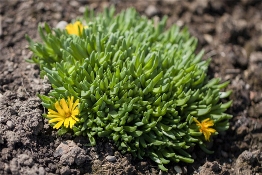  Lesotho-Mittagsblume