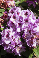  Rhododendron-Hybride „Pfauenauge®“