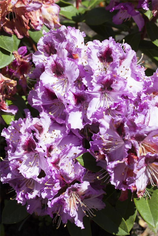  Rhododendron-Hybride „Pfauenauge®“