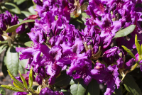  Rhododendron „Azurro“