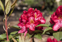  Rhododendron-Hybride „Junifeuer“