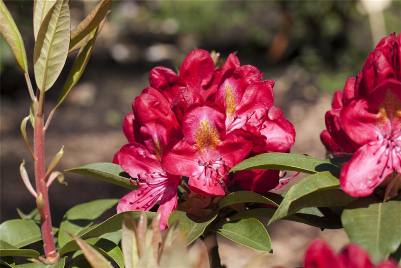  Rhododendron-Hybride „Junifeuer“