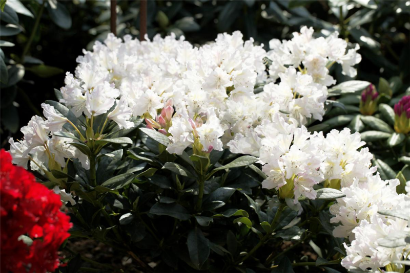  Rhododendron „Cunningham“s White“