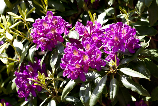  Rhododendron-Hybride „Marcel Menard“