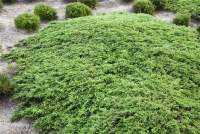  Kriechwacholder „Green Carpet“