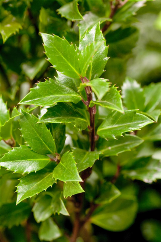  Stechpalme „Heckenpracht(s)“