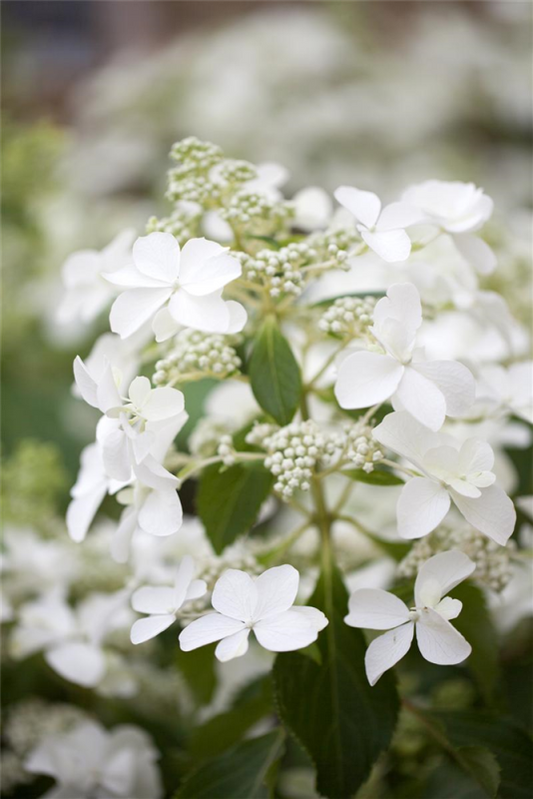  Rispenhortensie „Butterfly®“