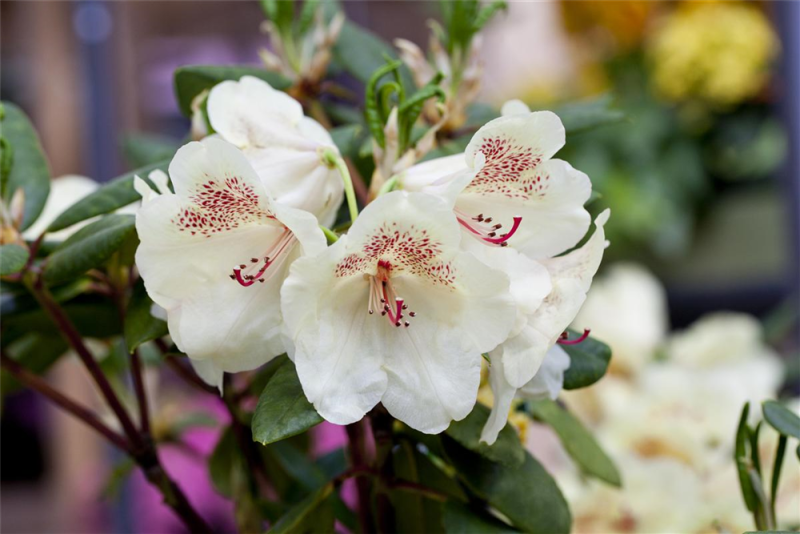  Rhododendron-Hybride „Viscy“